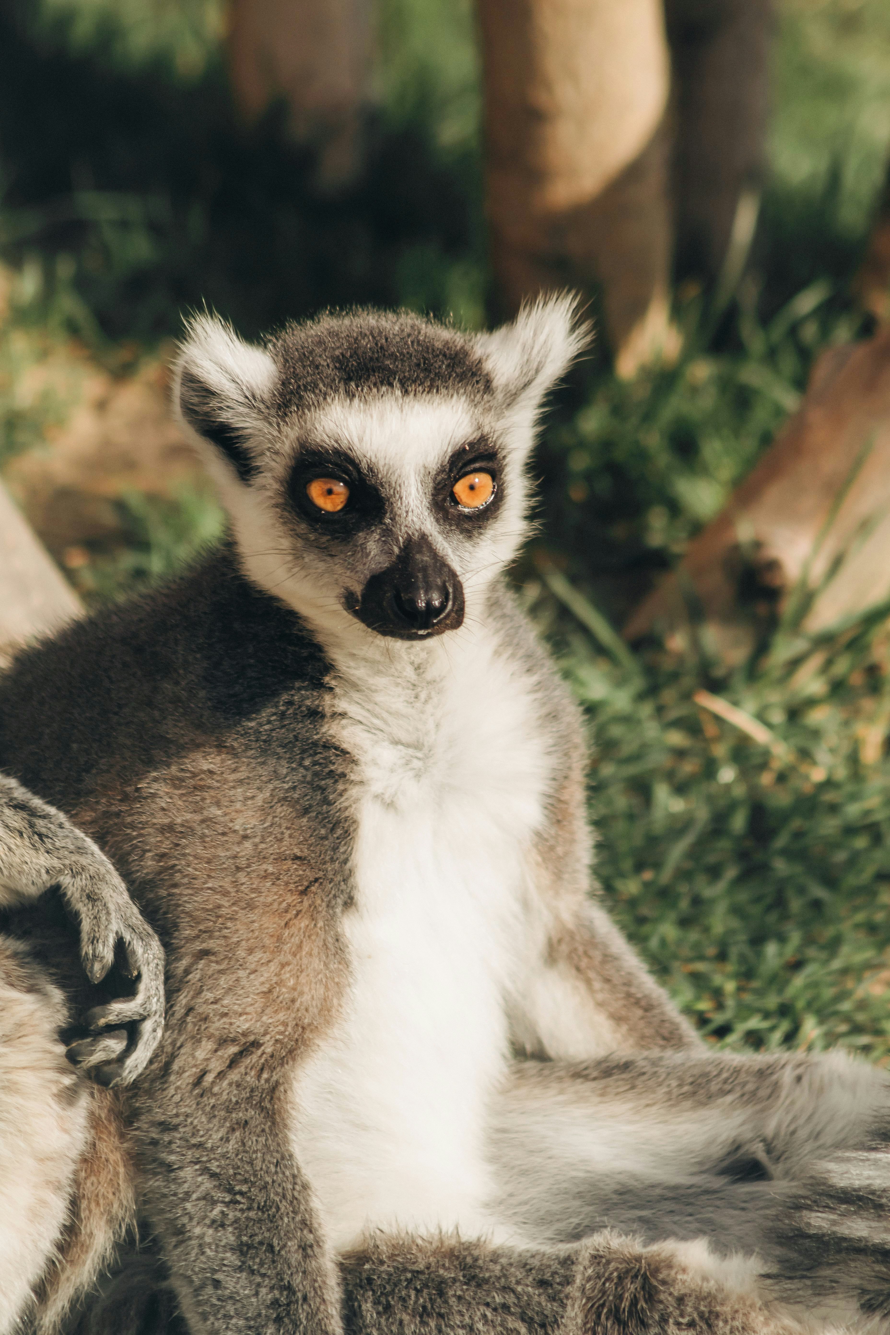 black and white lemur on green grass during daytime